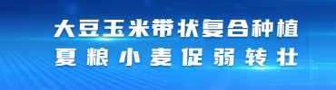 大豆玉米带状复合种植夏粮小麦促弱转壮