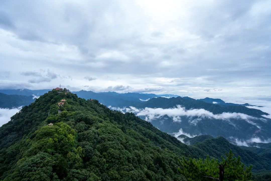 秦岭生态向好 “珍宝”纷纷来落脚